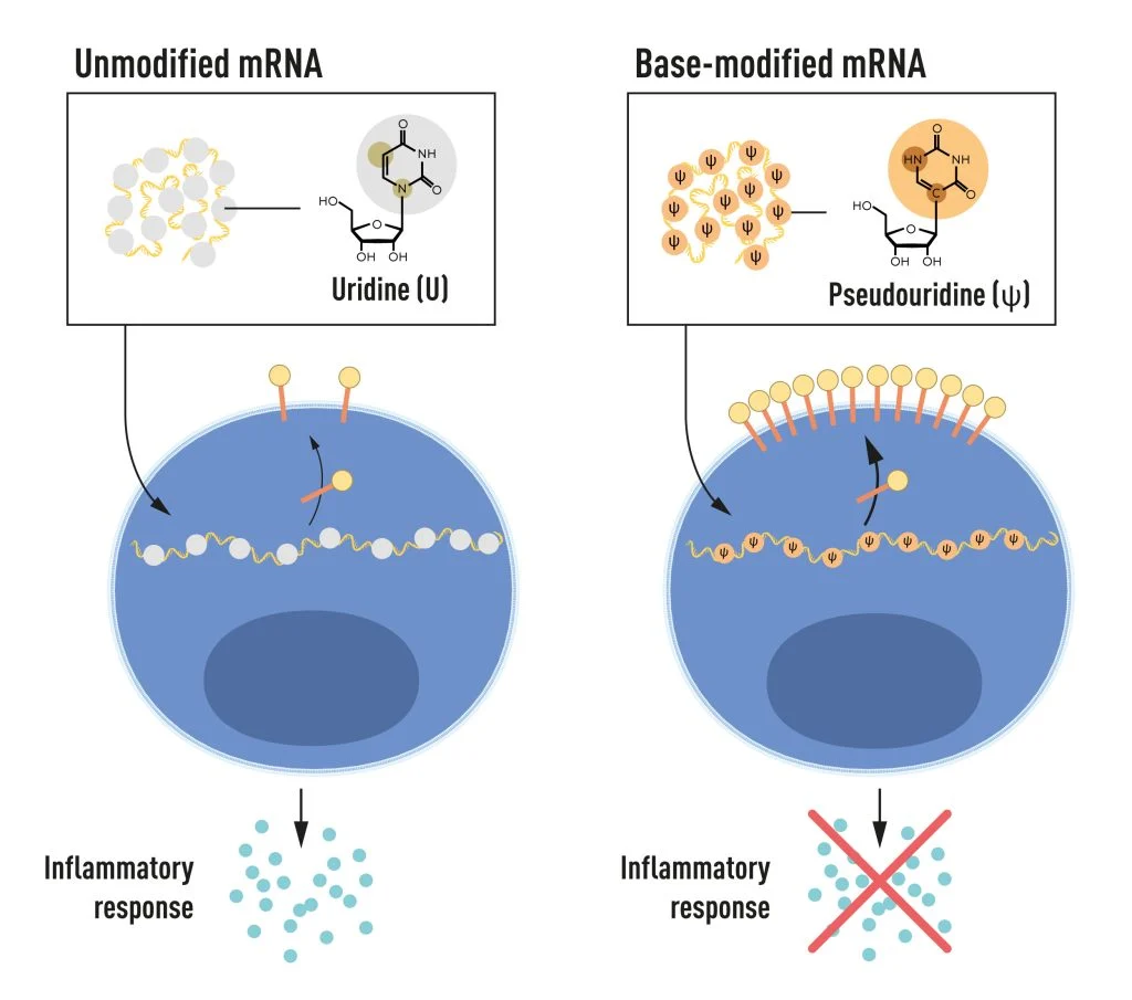 mRNA-তে চারটি বেস/নিউক্লিয়োটাইড রয়েছে, সংক্ষেপে A, U, G এবং C। নোবেল বিজয়ীরা আবিষ্কার করেছেন যে বেস-পরিবর্তিত mRNA প্রদাহজনক প্রতিক্রিয়ার সংকেত পাঠানো অণুর নিঃসরণ বন্ধ করতে এবং mRNA-এর প্রোটিন উৎপাদন বৃদ্ধি করতে পারে।ক্রেডিট: Mattias Karlén/The Nobel Committee for Physiology or Medicine
