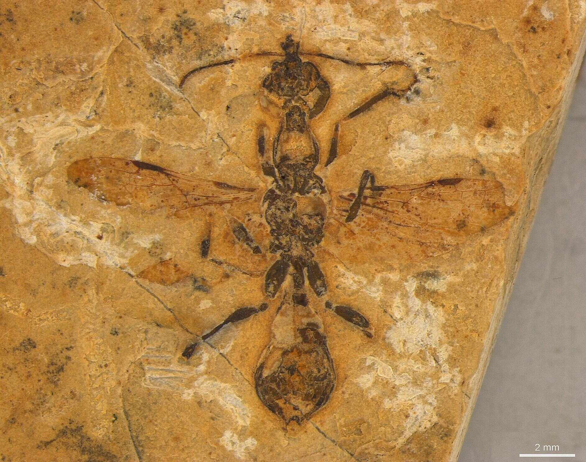 চুনাপাথরে থাকা <i>Vulcanidris cratensis</i> পিঁপড়ার ব্যতিক্রমী জীবাশ্ম।ক্রেডিট: Anderson Lepeco