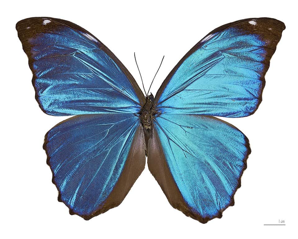 নীল রঙের Morpho menelaus huebneri প্রজাপতি।ক্রেডিট: Didier Descouens/Wikimedia