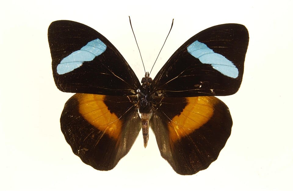 পুরুষ Nessaea obrinus প্রজাপতি।ক্রেডিট: Notafly/Wikimedia