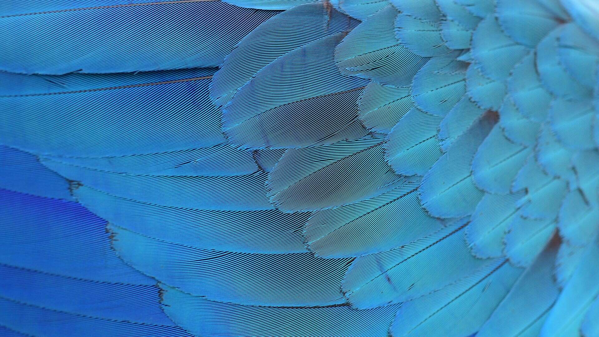 স্পিক্স ম্যাকাও (Cyanopsitta spixii)-এর মতো পাখির ঝকঝকে নীল পালকের রঙ রঞ্জক পদার্থ (pigment) থেকে আসে না বরং পালকের ভেতরের বিশেষ গঠন আলো ছড়িয়ে দিয়ে এই রঙ সৃষ্টি করে।ক্রেডিট: Wera Rodsawang/Getty Images