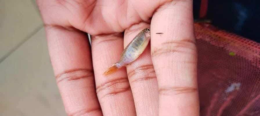 ফুয়াদের হাতে <i>Danio aesculapii</i> মাছ।ক্রেডিট: Fuad Rahaman