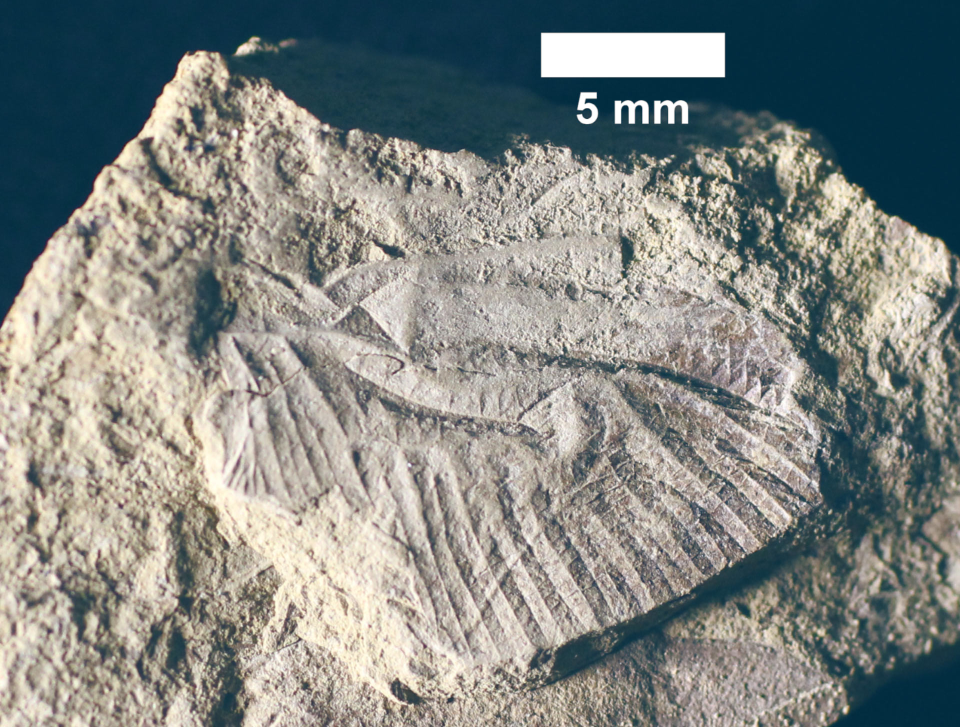 Cordualadensa acorni এর জীবাশ্মযুক্ত ডানা।ক্রেডিট: Mueller et al.