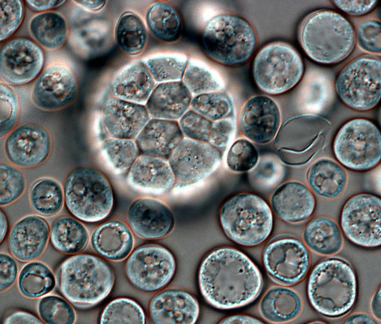 Sphaeroforma arctica-তে কোষের নিউক্লিয়াস বিভাজিত হওয়ার পর, কোষঝিল্লি ভাঁজ খেয়ে তাদের চারপাশে আবরণ তৈরি করে।ক্রেডিট: I. Ruiz-Trillo et al.