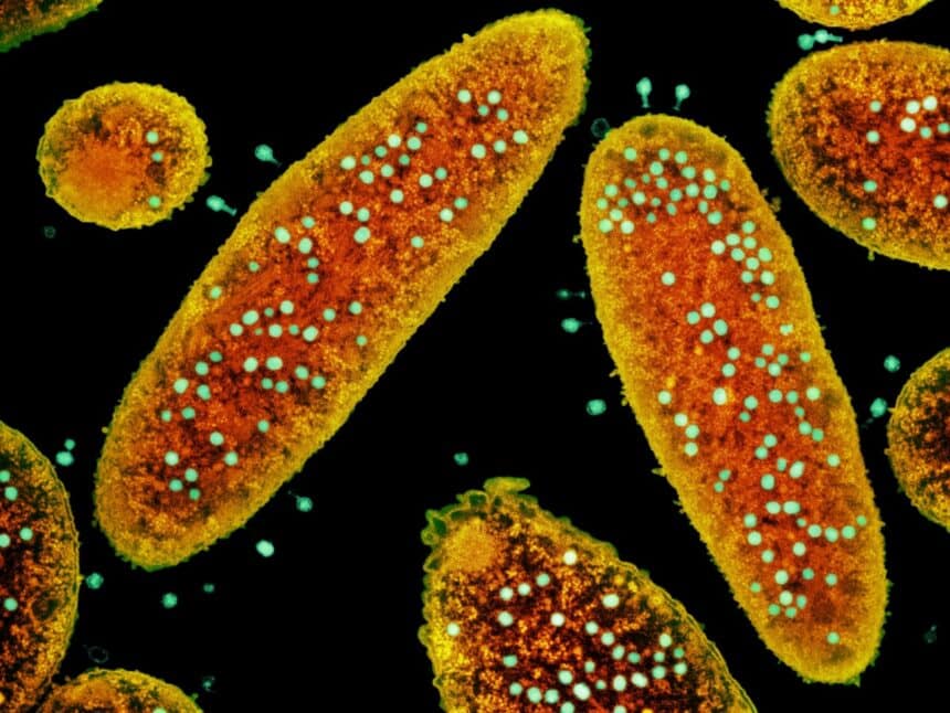 Microorganisms Secret ব্যাকটেরিয়ার গোপন অস্ত্রাগার: ভাইরাস প্রতিরোধে নতুন দিগন্ত